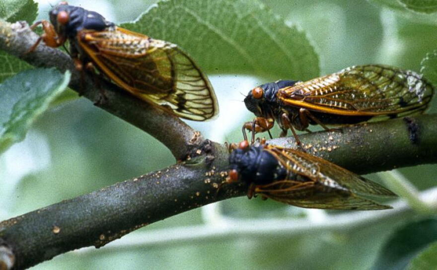Billions of cicadas will swarm the Midwest this spring | STLPR